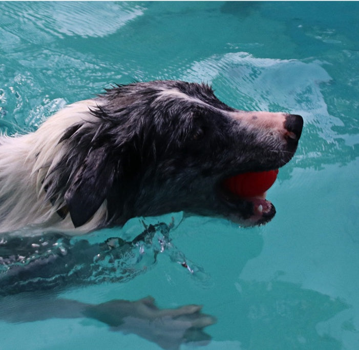 Balle Rebondissante pour Chien - Résistante et Durable